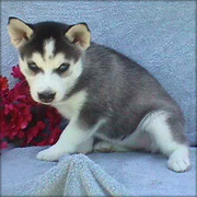 Adorable Siberian husky puppies for sale