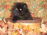 CFA Pedigree Persian and Siamese Kittens Available...