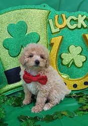 BEAUTIFUL TOY POODLE PUPPY