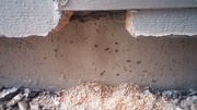 Done Right Rodent Proofing