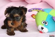  Teacup Yorkie Puppies For Adoption