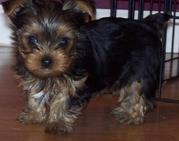 Gorgeous little girl Yorkshire Terrier puppy  that will be ready to go