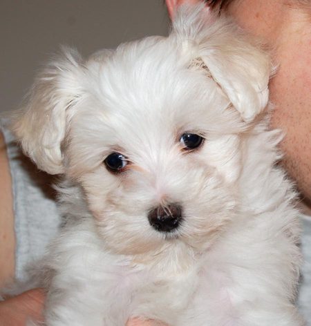teacup maltese puppies for free. Top Quality Teacup Maltese