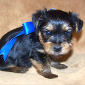 Yorkie puppy for adoption