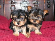 Healthy tea cup yorkie puppies for adoption