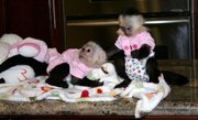 Pair Capuchin Monkeys For Adoption