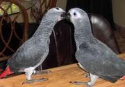 Hand fed Congo African Grey Parrot
