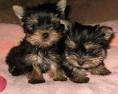 adorable male and female teacup yorkie puppies for adoption