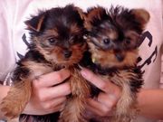 Yorkie babies for good homes/frrr